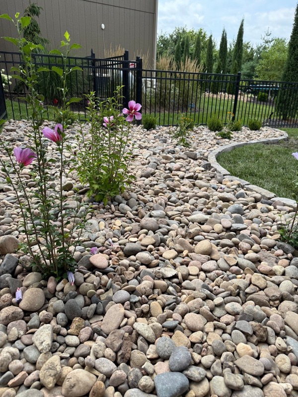 Multi-Color River Rock 2-6 inch in professional landscaping with beautiful pink flowers